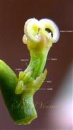 Female flower with one bract with one visible gland  and one  bractlet with 2 glands
